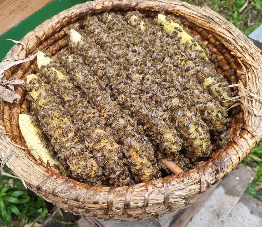 Een kijkje in één van onze 'Bijenkorfen'; een eeuwenoude constructie