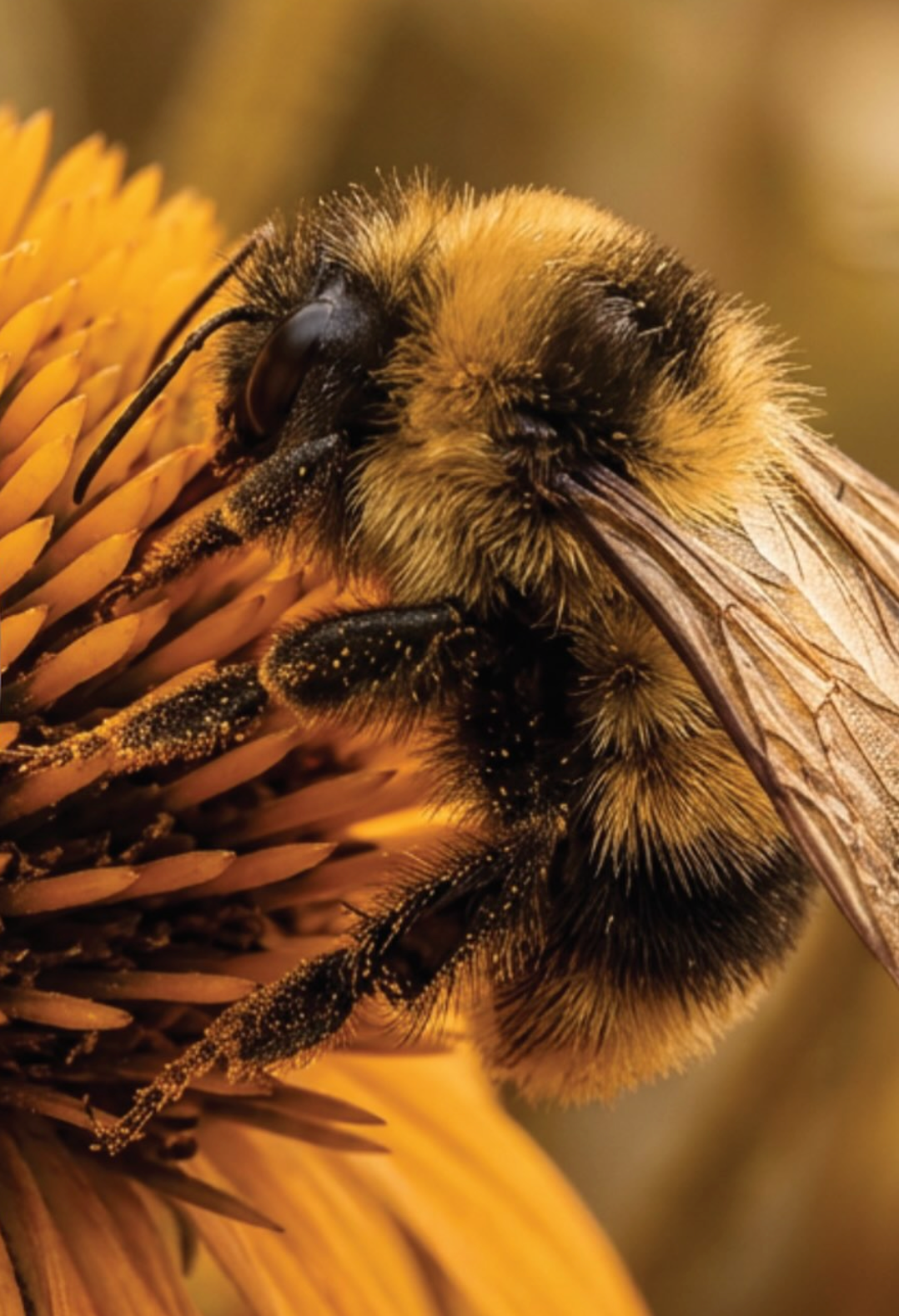 De bloemetjes en de bij'tjes  🌼🐝